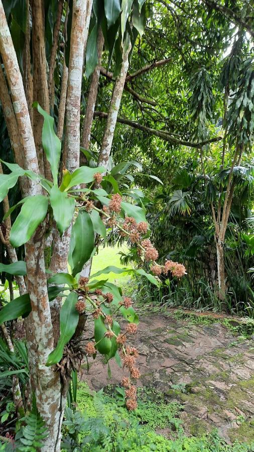 Sitio Alto Da Montanha - Voce Em Paz Com A Natureza ปาคอตชิ ภายนอก รูปภาพ
